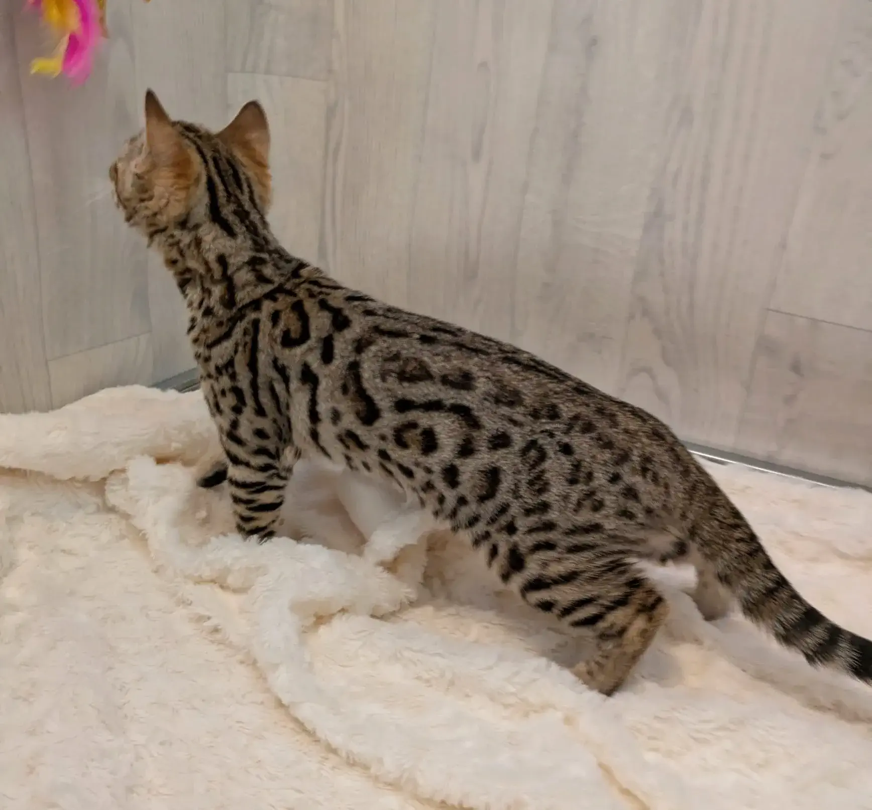 chaton bengal